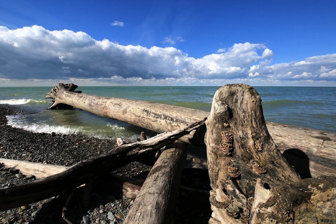 Driftwood and shoreline at Lake Erie