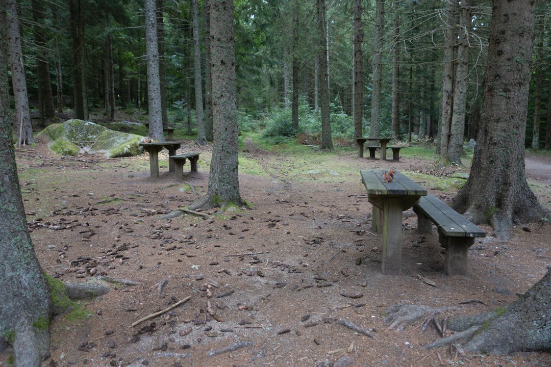 Wooden picnic tables beneath trees in a quiet forest clearing