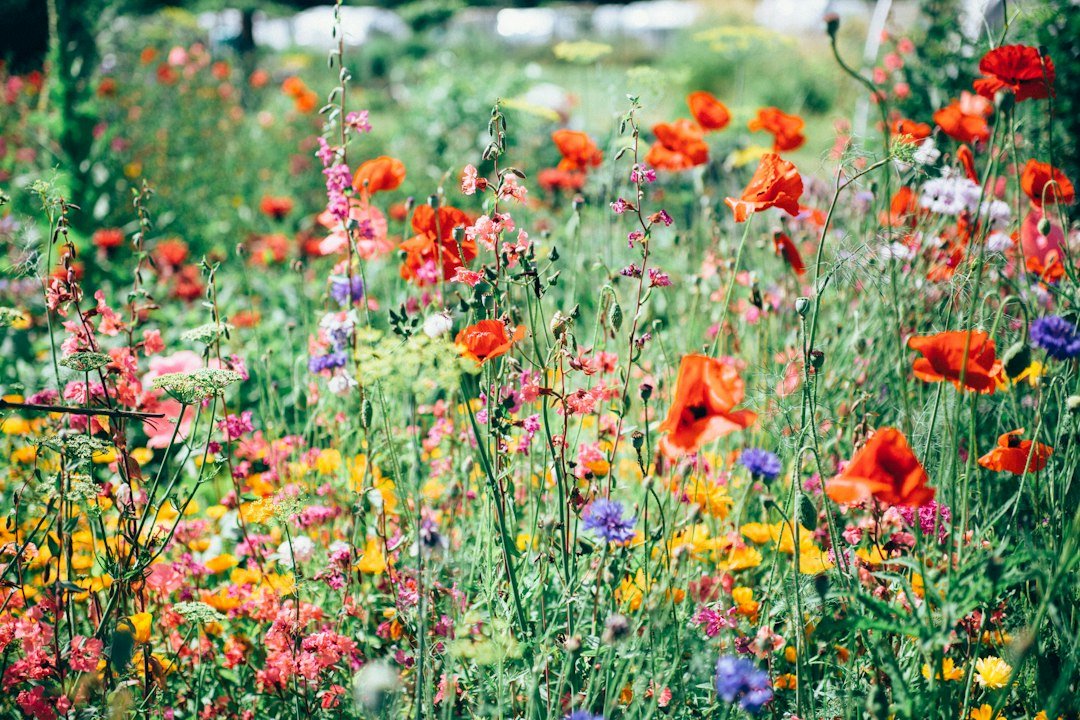 Native wildflowers bloom in a rain garden planting