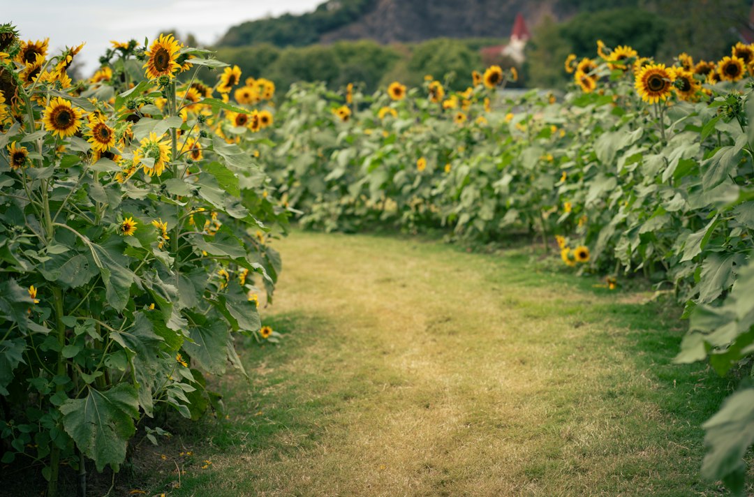 A grassy path winding between tall blooming sunflowers at a sunflower maze