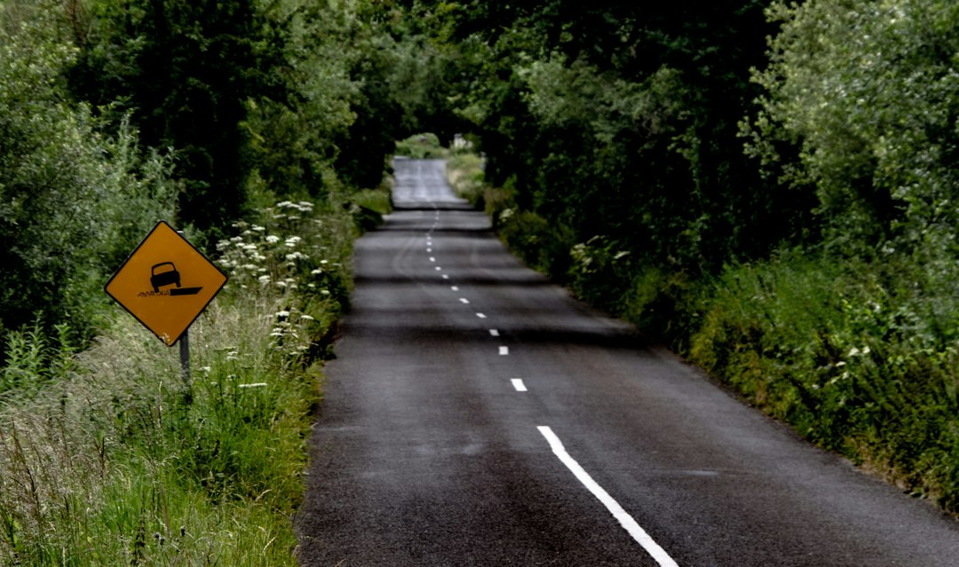 Narrow country road disappearing into a dense tree canopy