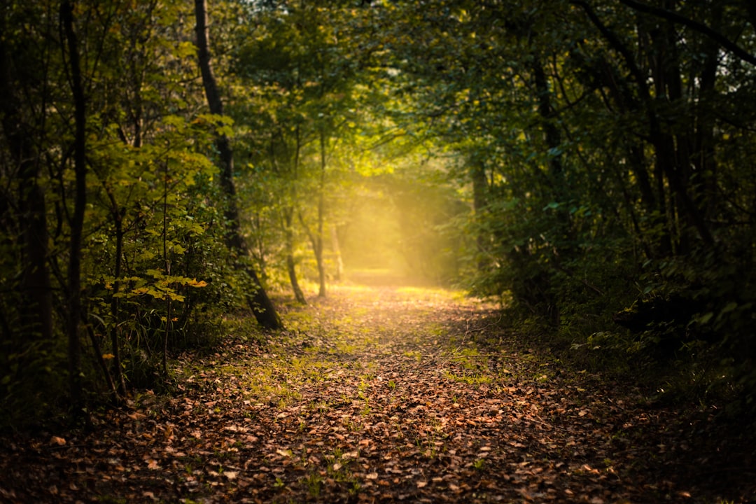 Sunlit forest path covered in fallen autumn leaves