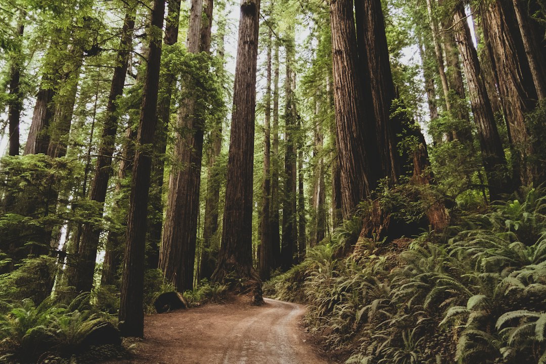 Tall old-growth forest trail with autumn leaves on the ground