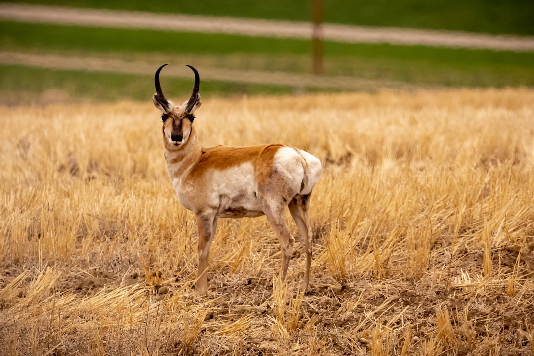 A pronghorn antelope standing alert in a golden field