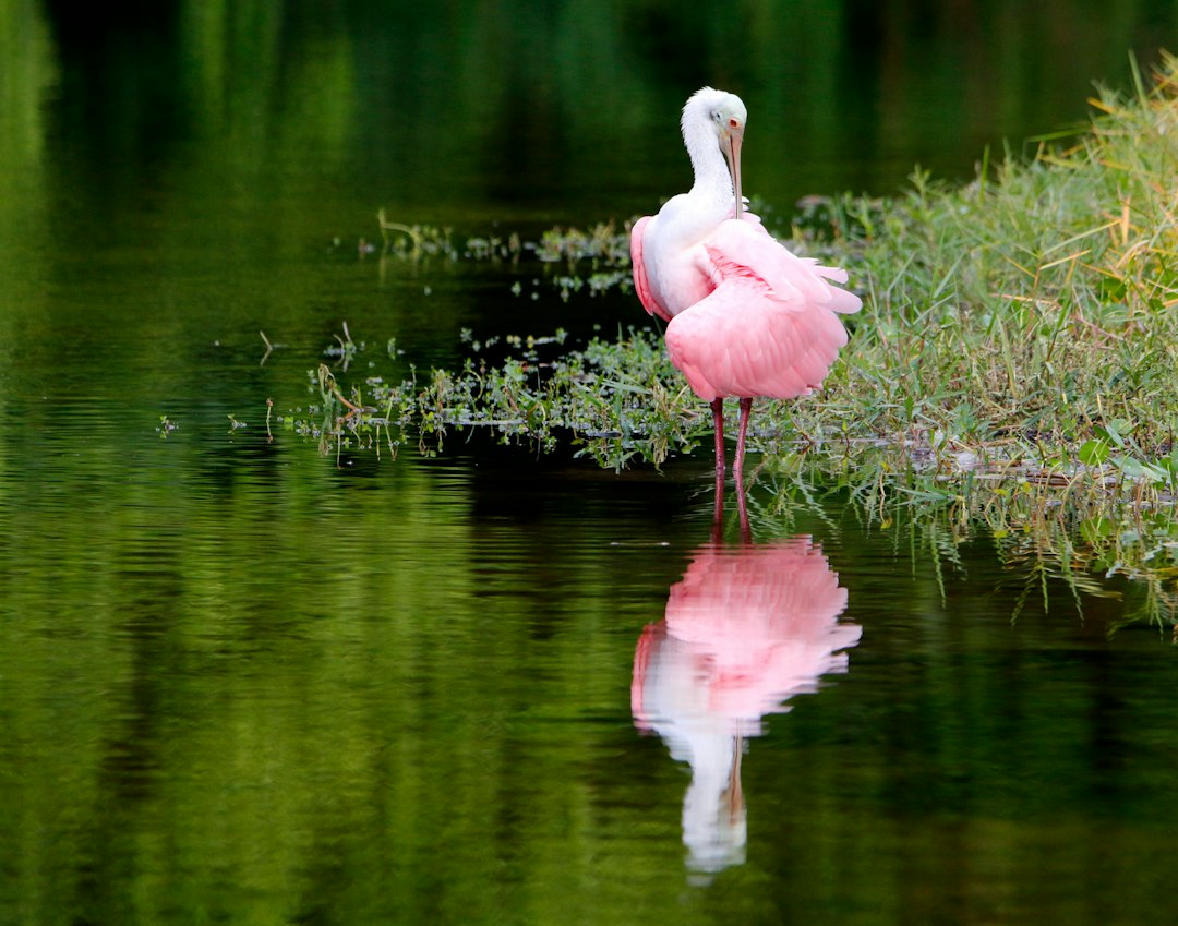 A roseate spoonbill in a coastal wetland