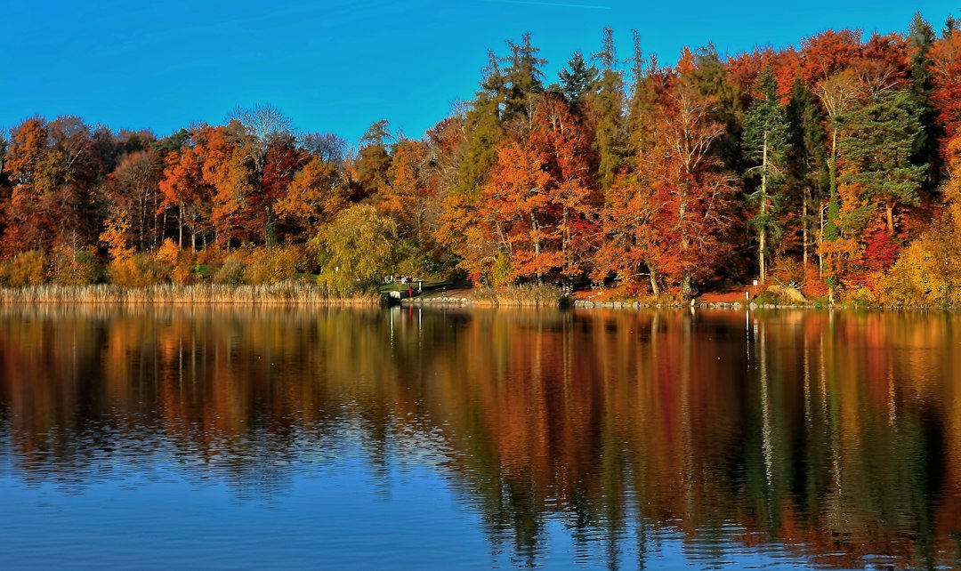 Autumn trees reflected in still lake water at dawn