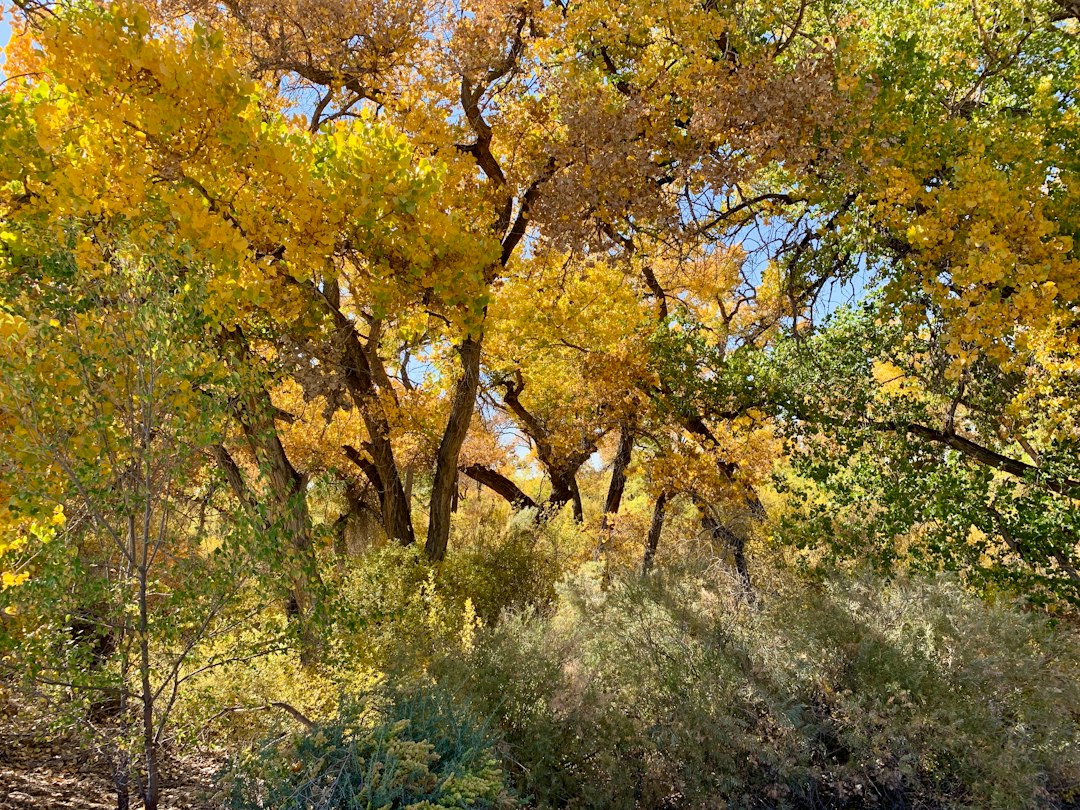 Cottonwood grove turning brilliant gold under a clear sky