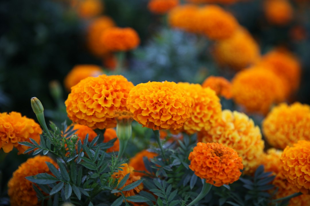 Close-up of vibrant orange cempasúchil marigold flowers