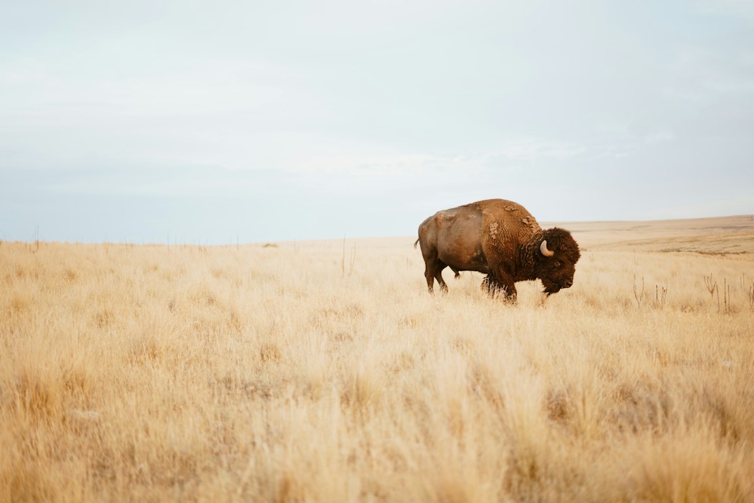 Bison standing in vast golden prairie grass