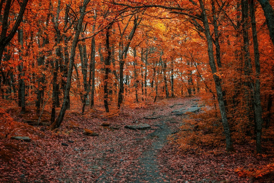 A leaf-covered forest footpath glowing orange in autumn