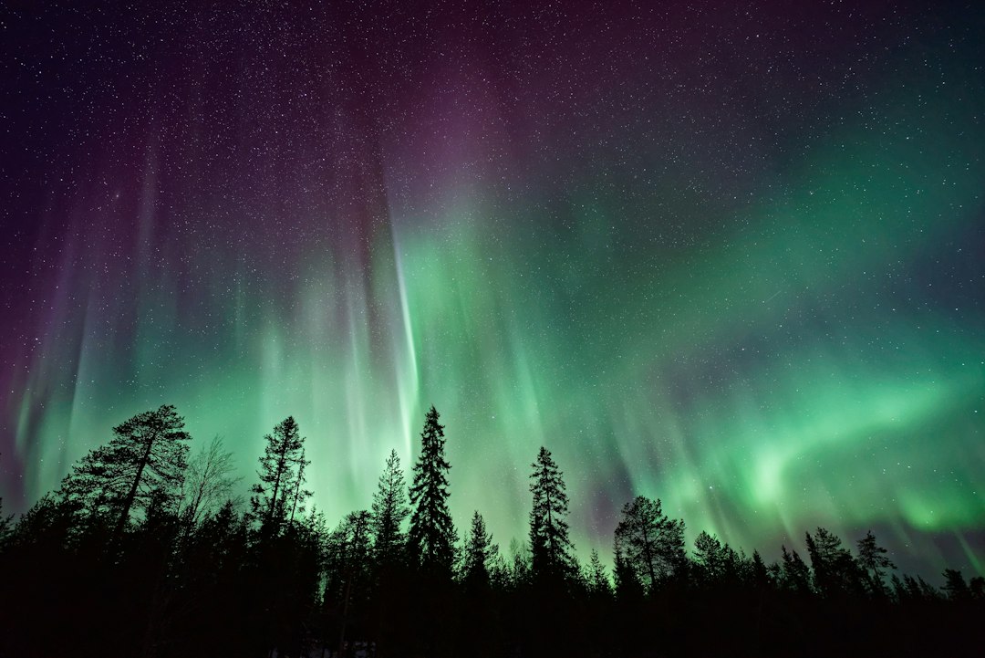 Green aurora borealis glowing over a dark forest skyline