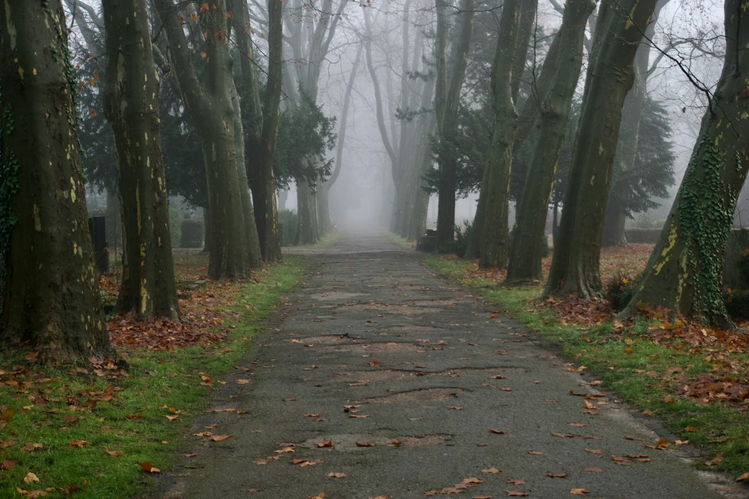 Foggy tree-lined path with fallen autumn leaves