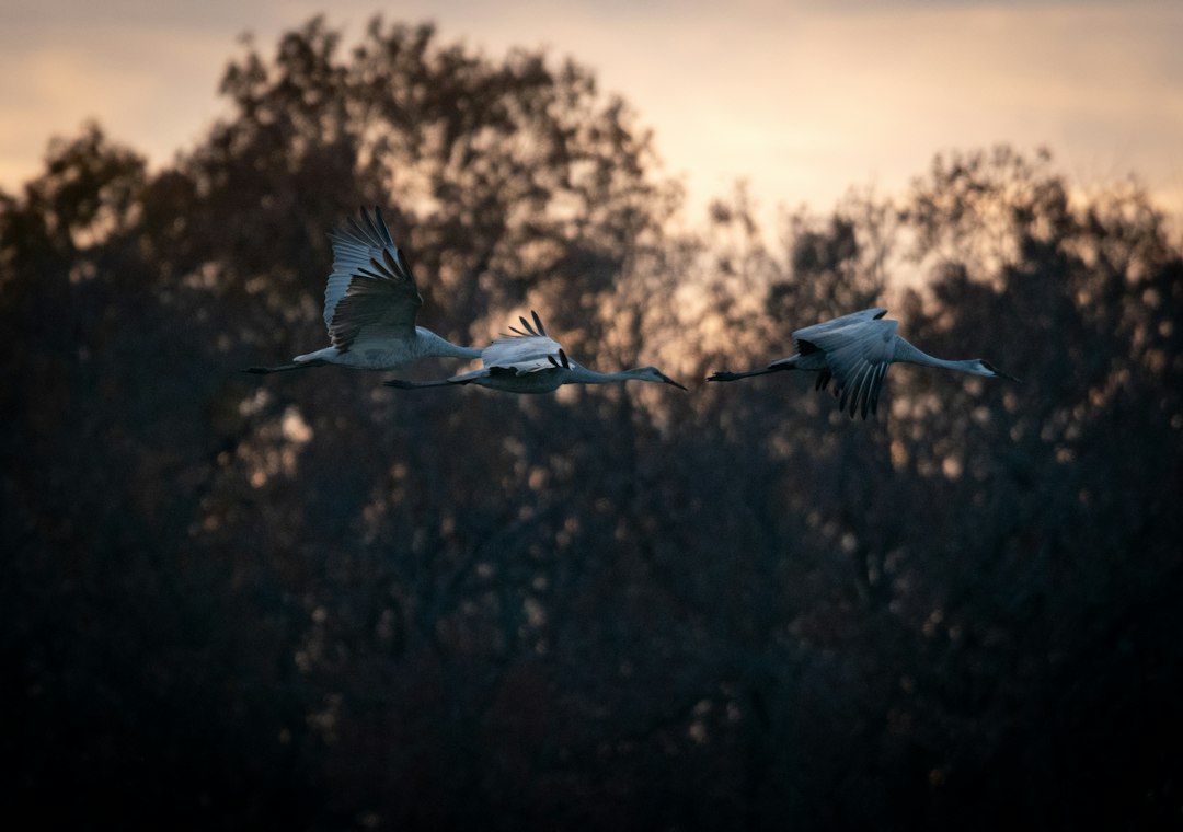 Sandhill cranes in flight at dusk over Wisconsin wetlands