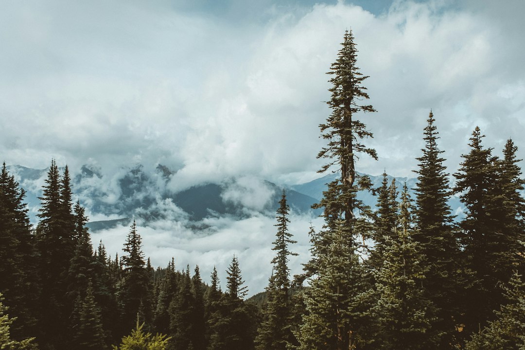 Evergreen forest under cloudy peaks in Washington's Cascade Range