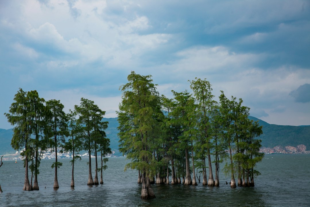 Bald cypress trees standing in open water at Caddo Lake