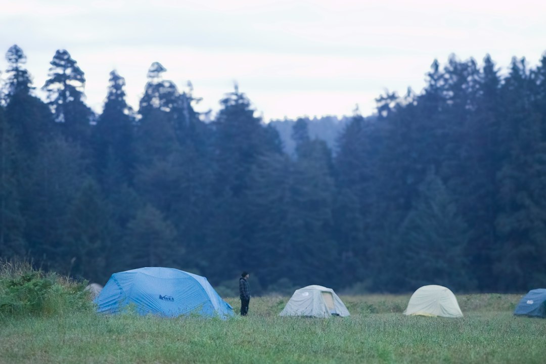 Tent set up in a forest campsite in morning light