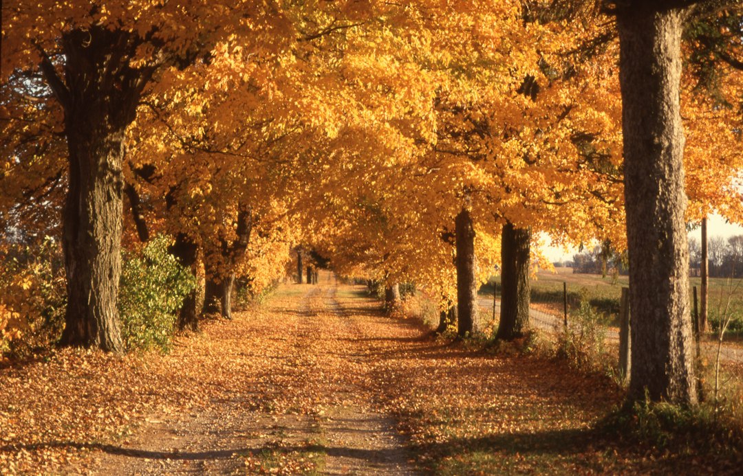 Trail winding through a tunnel of golden autumn trees