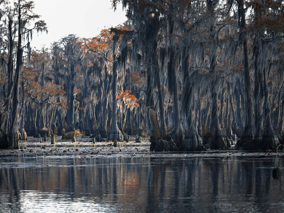 Bald cypress trees draped in moss reflected in still swamp water