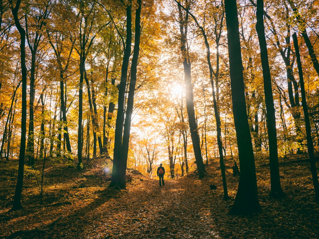 Hiker walking through golden forest at sunset