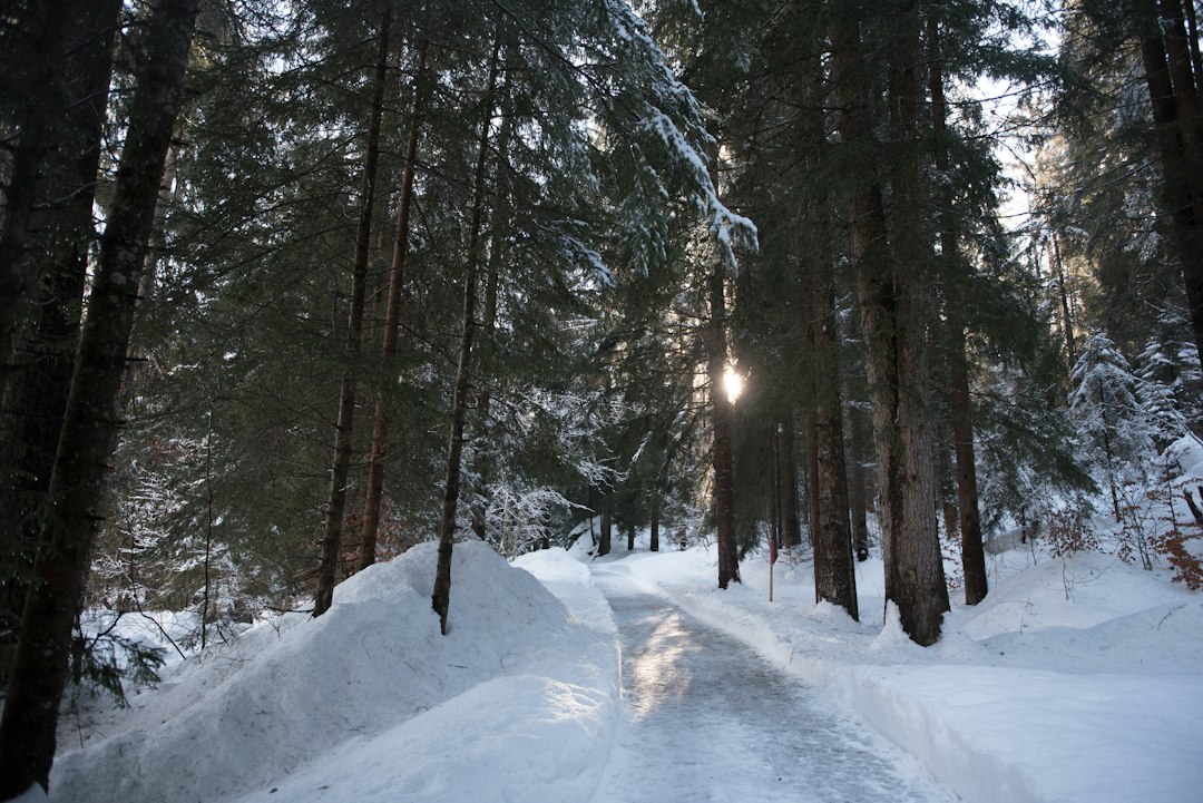 Icy forest path lit by low winter sun