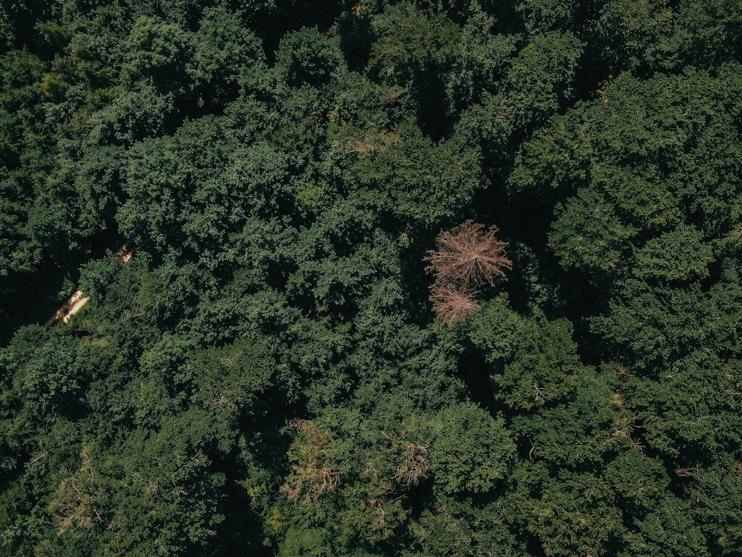 Aerial view of dense green forest canopy seen from above