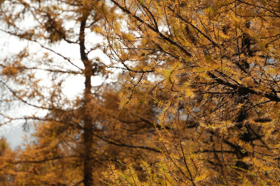 Close-up of golden larch branches with amber needles