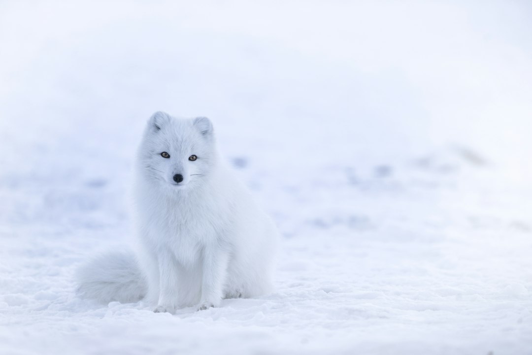 White arctic fox sitting in deep snow