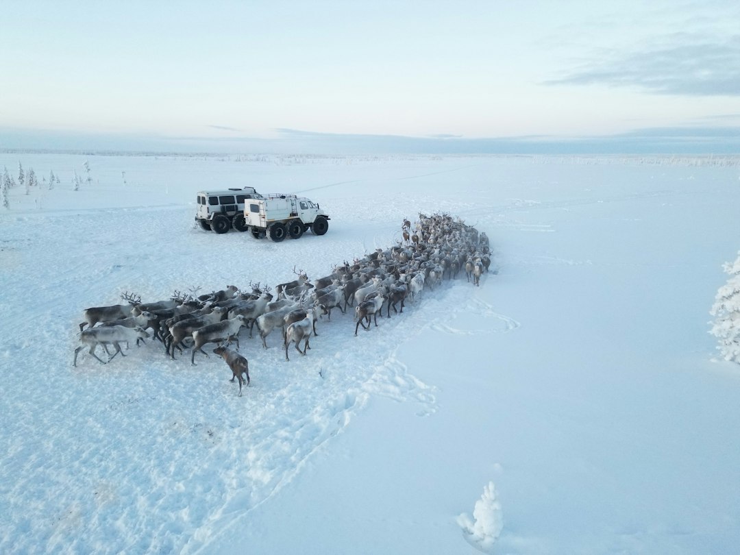Tundra buggy vehicles crossing snowy arctic terrain