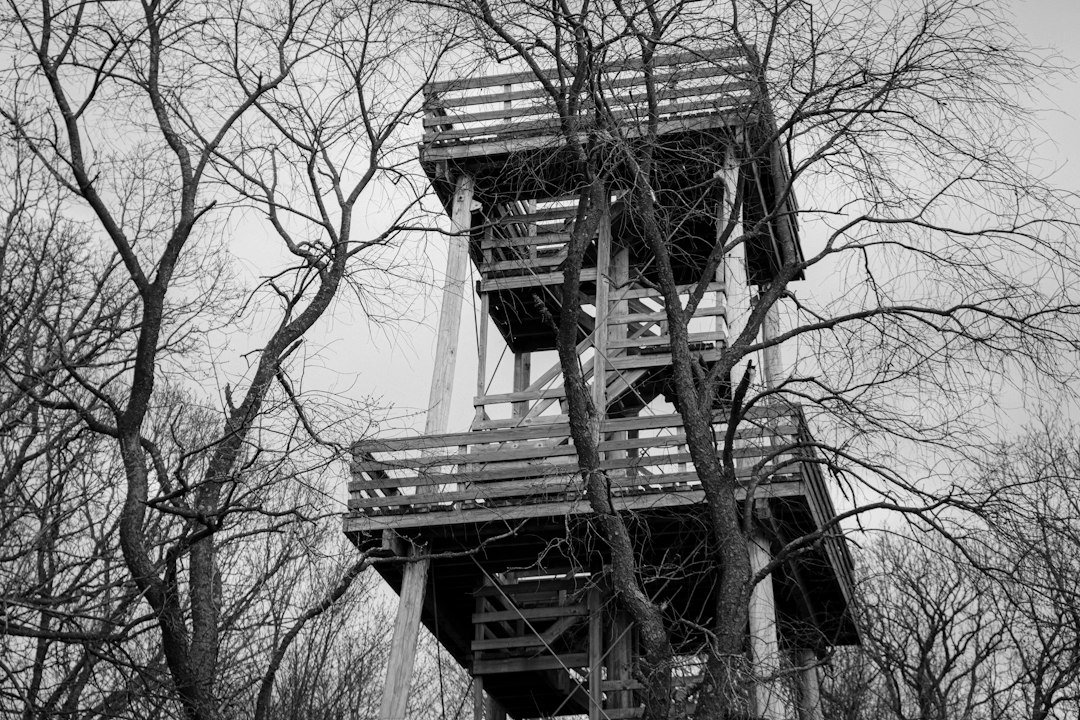 Wooden observation tower rising above bare forest trees