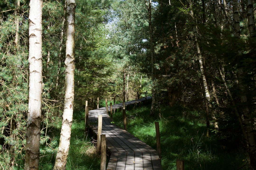Wooden boardwalk curving through a green northern forest