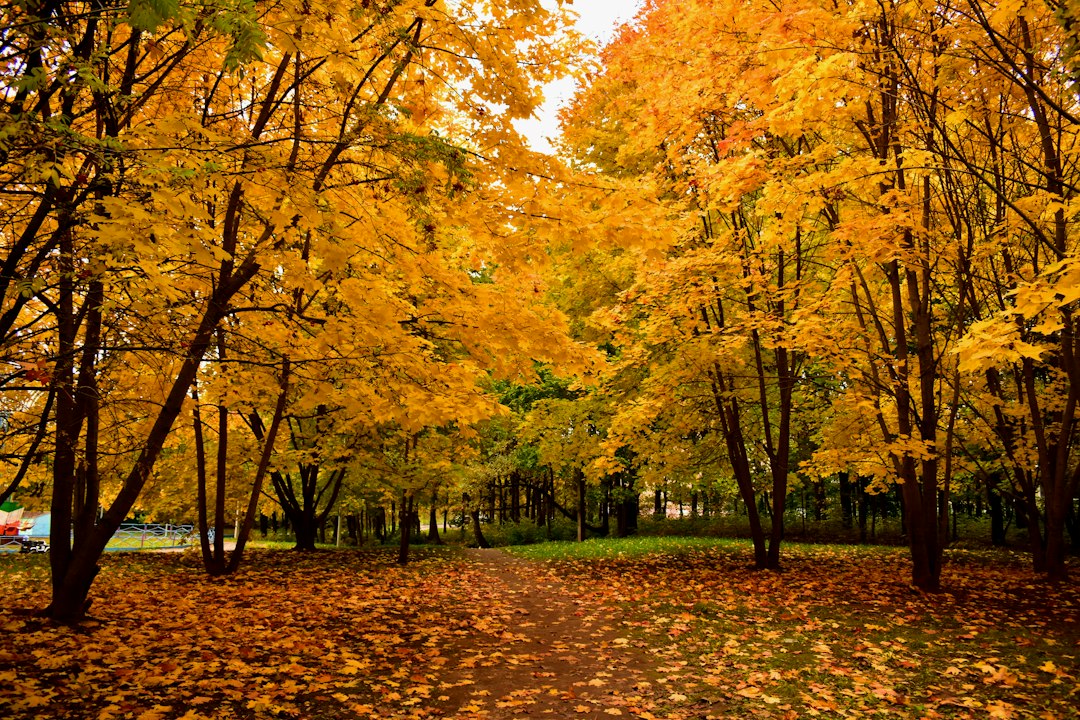 Golden autumn path covered in fallen leaves