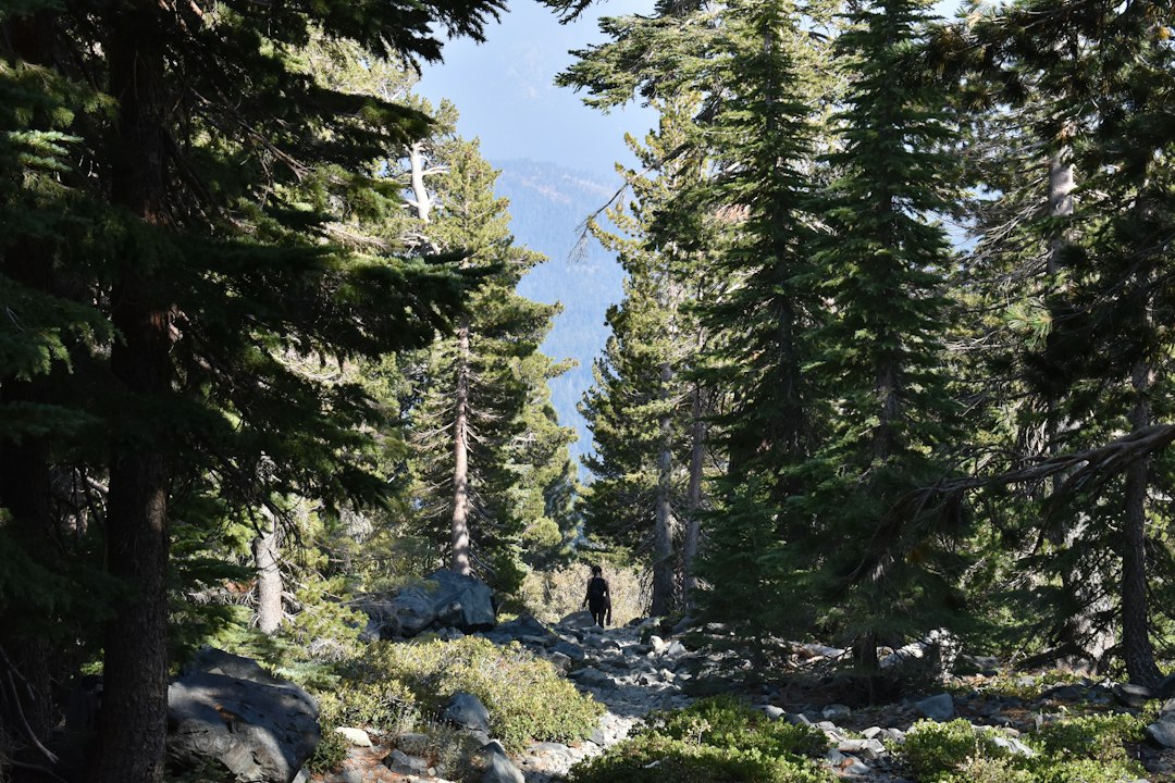 Hiker on a rocky trail through mountain forest