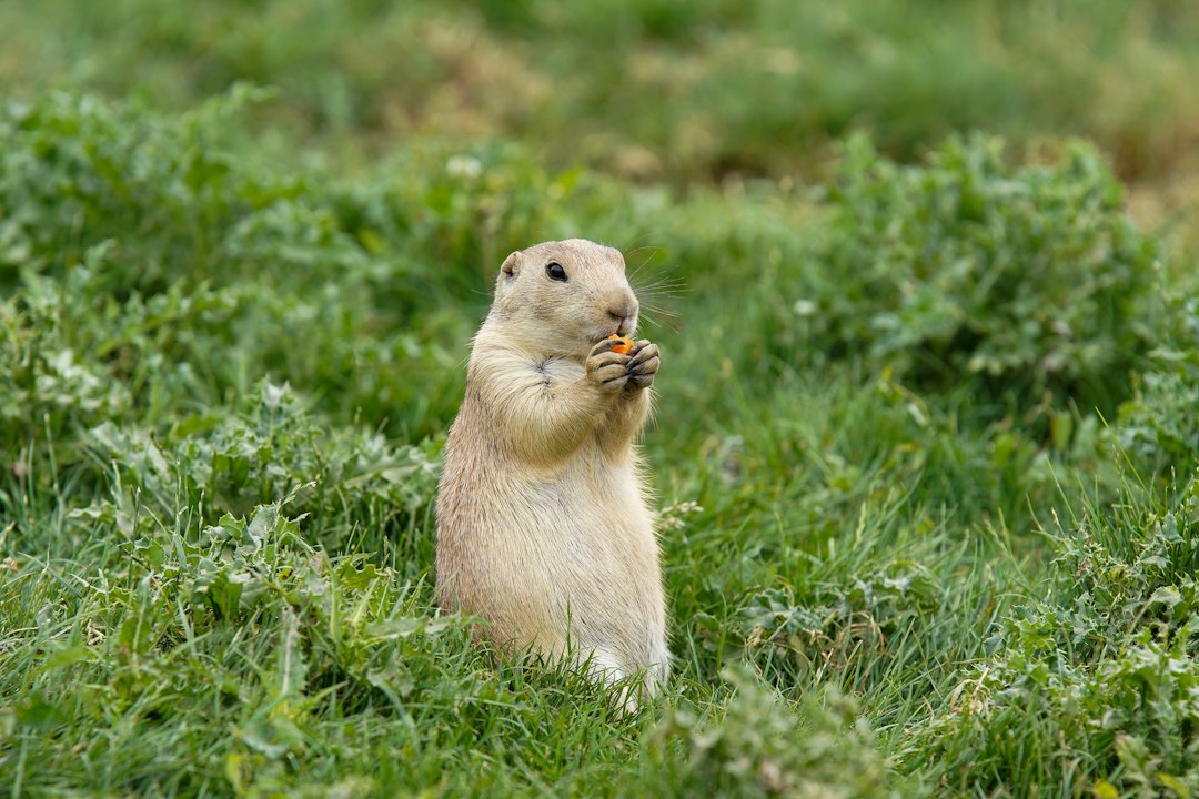 Prairie dog standing upright in grass holding food