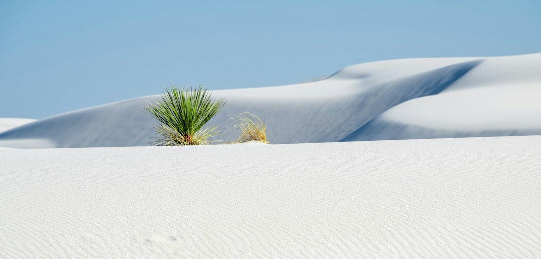 White gypsum dunes under a clear blue sky with sparse desert vegetation