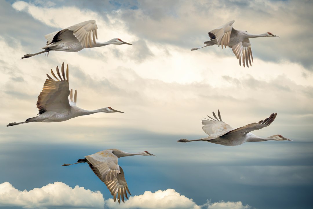 A whooping crane in flight over wetlands
