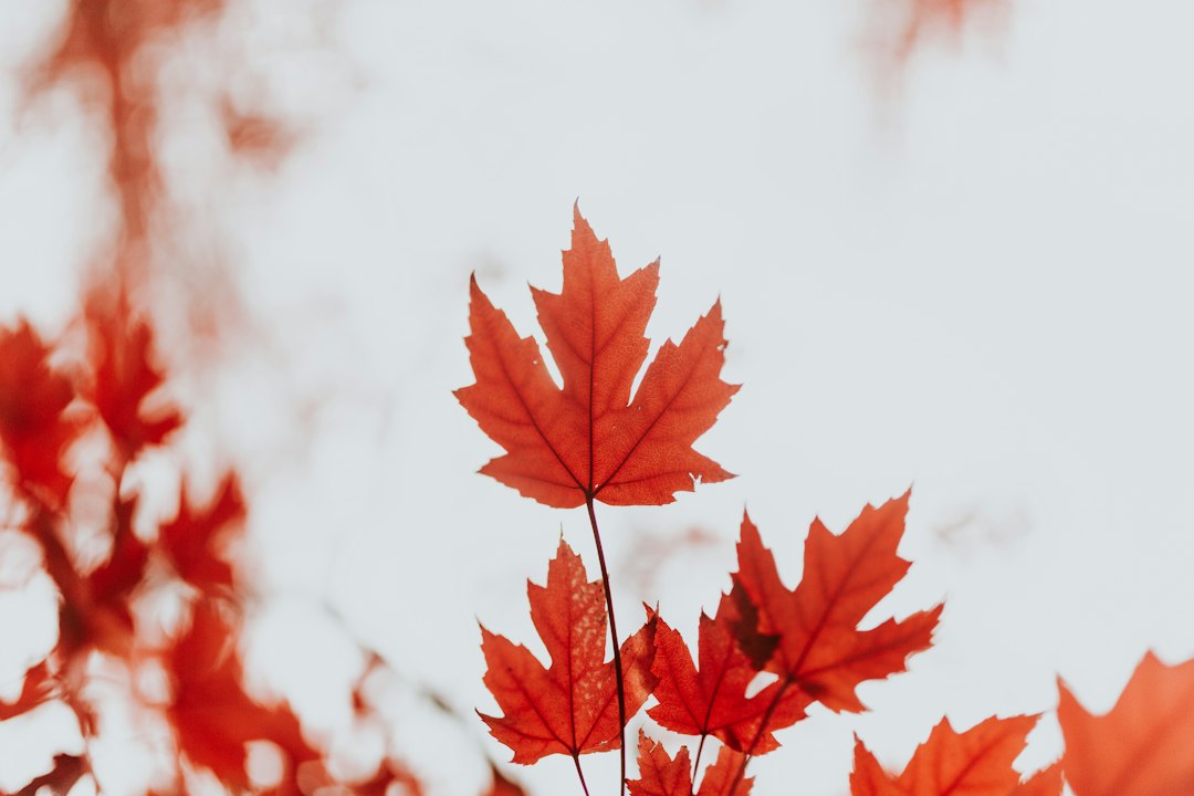 Close-up of vibrant red maple leaves glowing against a soft background