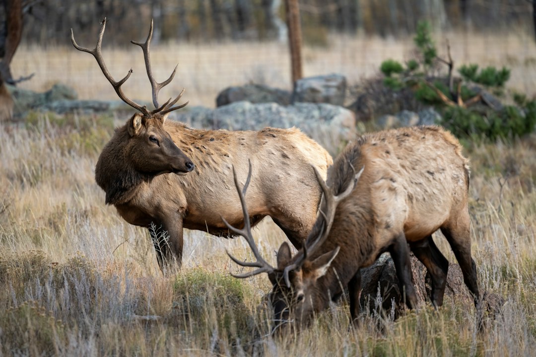Two bull elk with large antlers in dry autumn grass