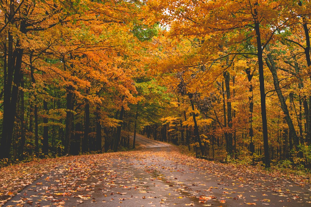 Autumn leaves blanketing a quiet tree-lined road