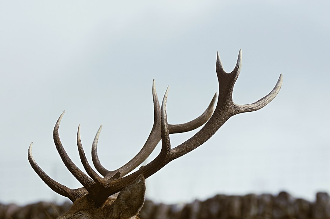 Bull elk with a heavy antler rack