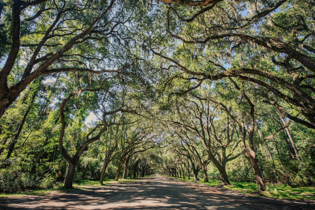 Tree-lined dirt road draped in hanging Spanish moss