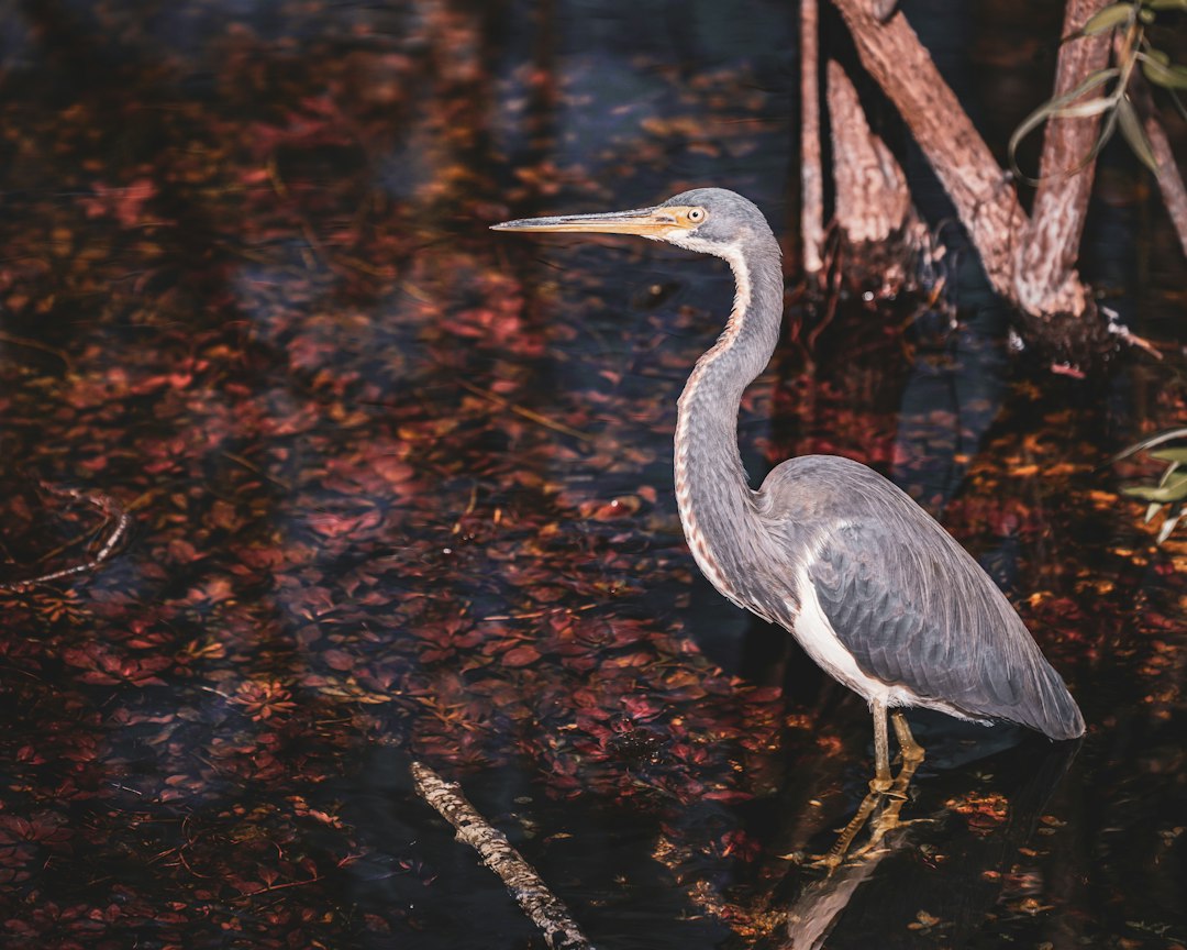Great blue heron standing in shallow swamp water among fallen leaves