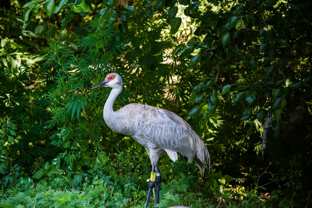 A whooping crane standing in shallow coastal water