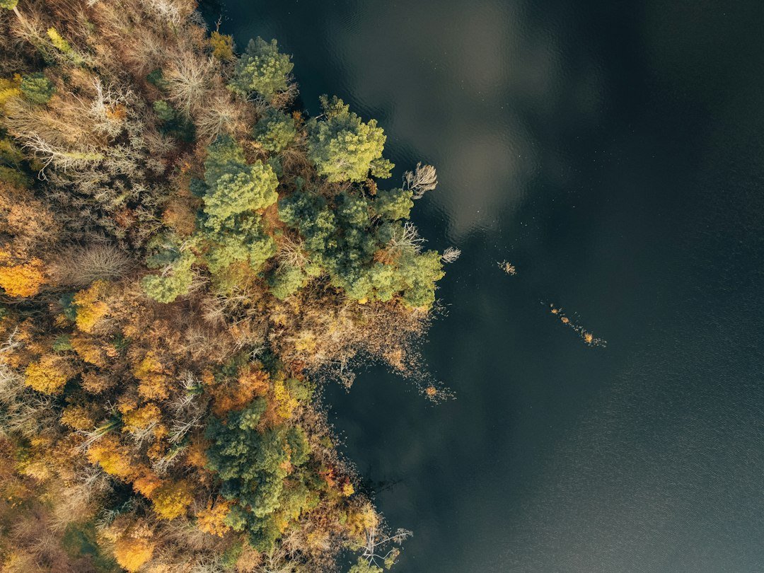 Autumn forest in full color meeting a dark lake shoreline from above