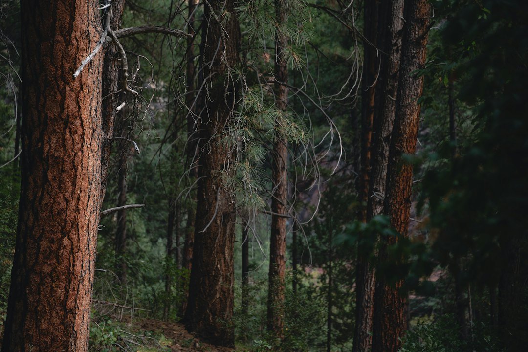 Sunlit path through a tall red pine forest
