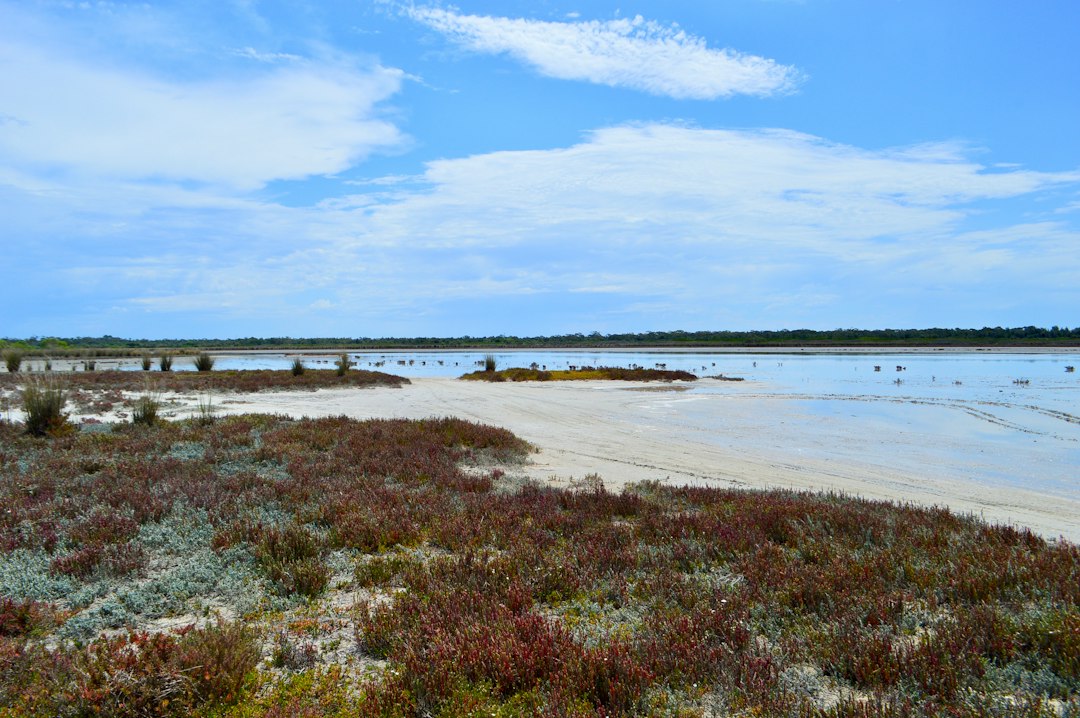 Coastal salt marsh wetland along the Texas Gulf Coast