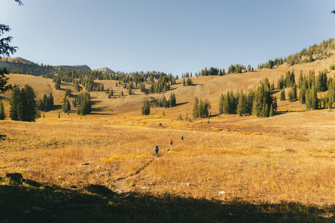 Hikers walking a golden trail through autumn grass