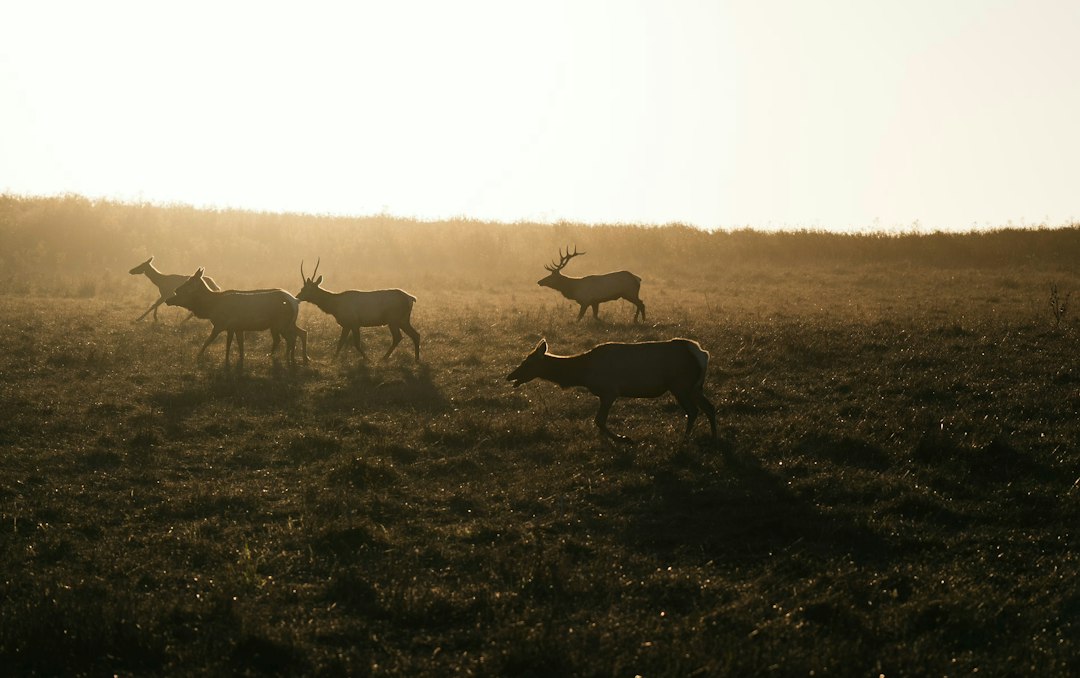 Elk herd grazing in a misty meadow at sunrise